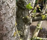 Ginkgo biloba - Japanse Notenboom - 5