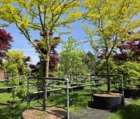 Gleditsia triacanthos 'Sunburst' - Valse christusdoorn - 1