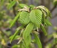 Carpinus betulus 'Lucas' - Zuilvormige haagbeuk - 3