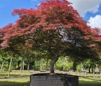 Acer palmatum 'Garnet' - Japanse esdoorn 'Garnet' - 1