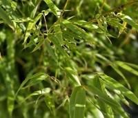 Fargesia 'Rufa' - Bamboe 'Rufa' - oktober