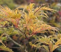 Acer palmatum 'Dissectum' - Japanse esdoorn 'Dissectum' - 2