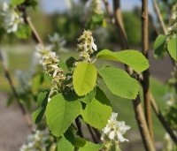Amelanchier alnifolia 'Obelisk' - Krentenboompje 'Obelisk' - 1