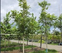 Carya illinoinensis 'Pawnee' - Pecannoot - 2