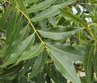 Carya illinoinensis 'Pawnee' - Pecannoot - 1