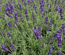 Lavandula ang. 'Hidcote' per kist á 24 st.