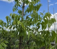 Carya illinoinensis 'Choctaw' - Pecan boom - 1