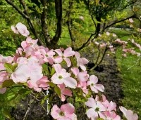 Cornus florida 'Cherokee Chief' - Veelbloemige kornoelje 'Cherokee Chief' - 1