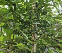Diospyros 'Nikita's Gift' - Kaki boom 'Nikita's Gift' - 1
