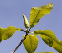 Magnolia Tripetala knop