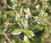 Quercus Ilex
