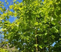 Tilia mongolica 'Buda' - Mongoolse Lindeboom - 1