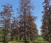 Fagus sylvatica 'Atropunicea' - Rode beuk - Kwekerij perceel Vaassen Ten Hoven Bomen 2024 mei
