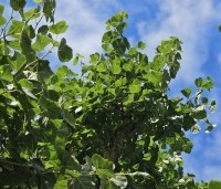Tilia x europaea - Hollandse Linde - 1