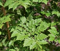 Koelreuteria paniculata - Chinese vernisboom - 3