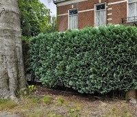 Chamaecyparis lawsoniana 'Columnaris' - Blauwe Californische cypres - 2