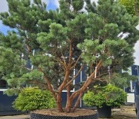 Pinus sylvestris 'Watereri' - Dwerg grove den 'Watereri' - juli kwekerij Apeldoorn THB