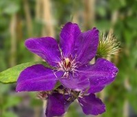 Clematis 'The President' - Bosrank 'The President' - 2