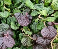 Corylus avellana 'Red Majestic' - Rode kronkelhazelaar - 1