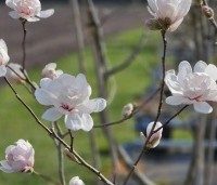 Magnolia X loebneri 'Wildcat' - Magnolia 'Wildcat' - 9
