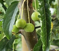 Malus toringo 'Brouwers Beauty' - Sierappel 'Brouwers Beauty' - 1