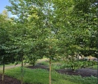 Styrax japonicus - Storaxboom - 2