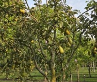 Pyrus com. 'Conference' - Pyrus com. 'Conference' - 1