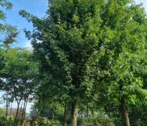 acer campestre - veldesdoorn