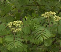 Blad Sorbus aucuparia