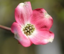Cornus florida 'Rubra'