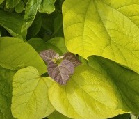Catalpa bignonioides 'Aurea' - Gouden trompetboom - 3