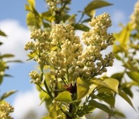 Syringa vulgaris 'Madame Lemoine'  - Sering 'Madame Lemoine'  - 3