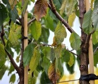 Prunus avium 'Bigarreau Burlat' - Prunus avium 'Bigarreau Burlat' - herfstkleuren blad