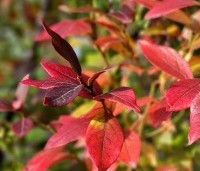 Vaccinium corymbosum 'Goldtraube 71' - Blauwe bes 'Goldtraube 71' - herfst