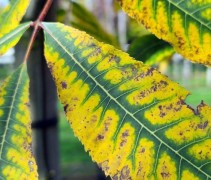 Carya Illinoinensis
