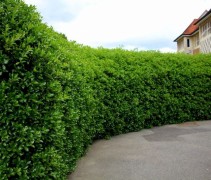 Scherpe hulst als haag geplant