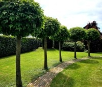 Liquidambar styraciflua 'Gum Ball' - Amberboom 'Gum Ball' - 1