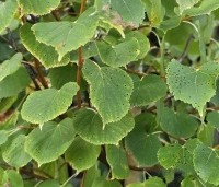 Tilia cordata 'Winter Orange' - Winterlinde - 1