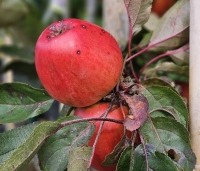 Malus domestica 'Red Sensation' - Zuilappel 'Red Sensation' - 2