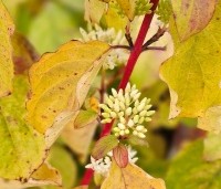 Cornus sanguinea 'Midwinter Fire' - Kornoelje 'Midwinter Fire' - herfst