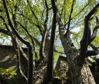 Cercidiphyllum japonicum  - Katsuraboom - brede meerstammige kroon bij deze veterane koekjesboom