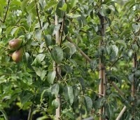 Pyrus com. 'Bonne Louise d'Avranches - Pyrus com. 'Bonne Louise d'Avranches - 1