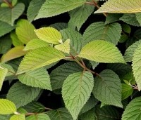 Viburnum plicatum 'Grandiflorum' - Japanse Sneeuwbal 'Grandiflorum' - 1