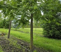 Juglans nigra - Zwarte Notenboom - 1