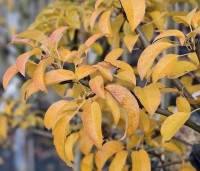 Pyrus com. 'Charneux de Legipont' - Pyrus com. 'Charneux de Legipont' - HERFST