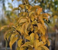 Pyrus com. 'Charneux de Legipont' - Pyrus com. 'Charneux de Legipont' - 1
