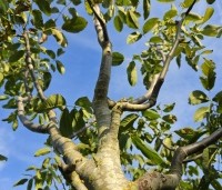 Juglans regia 'Cyril' - Walnoot 'Cyril' - 5