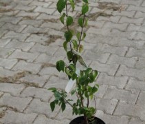 Cornus Mas