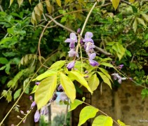 Wisteria Sinensis