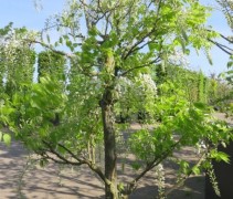 Wisteria sinensis 'Alba'